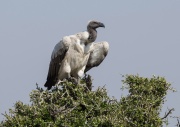 White backed Vulture_ANL_6079